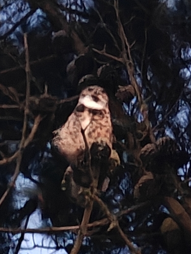 Great Horned Owl
