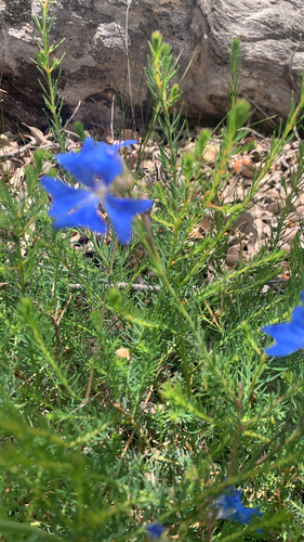 Leschenaultia biloba, 2026-10-26