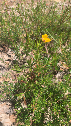 Hibbertia hypericoides observed 2026-10-26