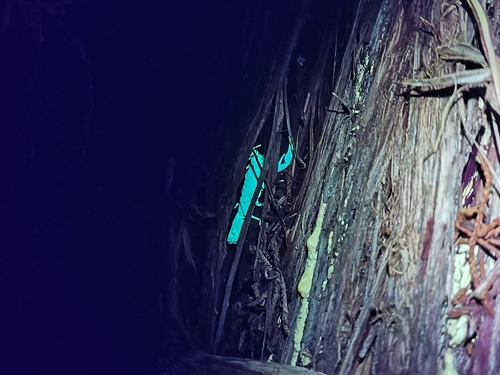 Striped Bark Scorpion