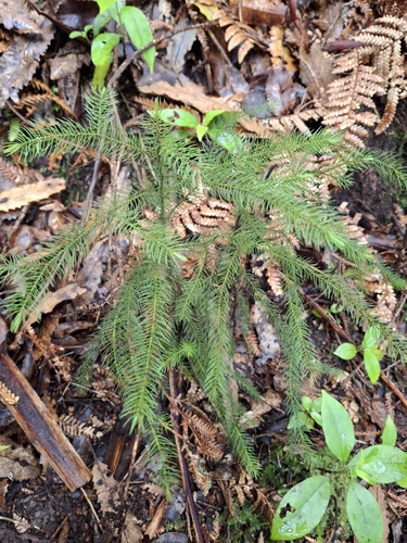 Dacrydium cupressinum observed 2026-10-26