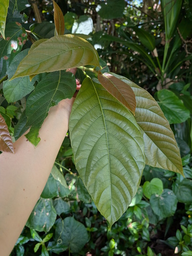 Ficus congesta observed 2026-10-26