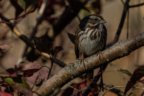 Song Sparrow