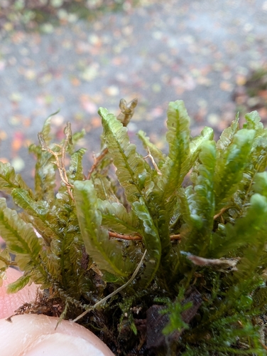 Homalia trichomanoides observed 2026-10-25