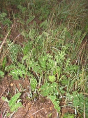 Cirsium quercetorum