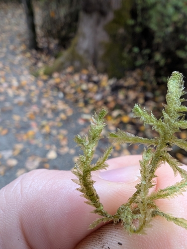 Neckera douglasii observed 2026-10-25