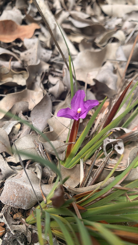 Patersonia observed 2026-10-26