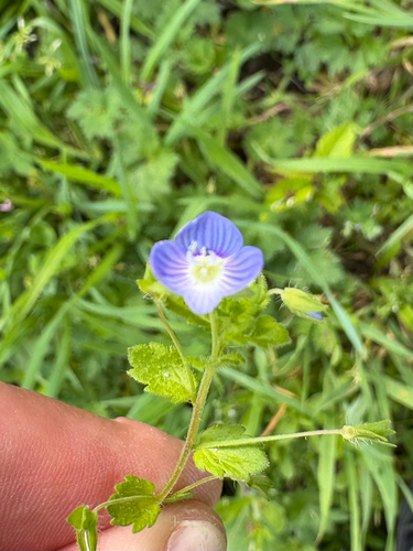 Veronica persica observed 2026-10-26
