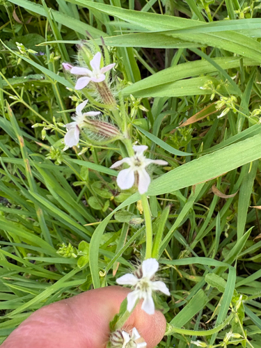 Silene gallica observed 2026-10-26
