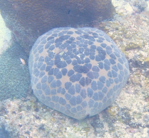 Culcita novaeguineae observed 2026-10-24