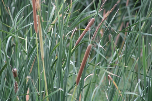 southern cattail