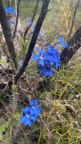 Leschenaultia biloba, 2026-10-26