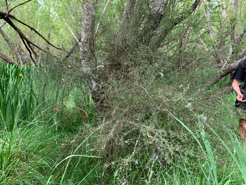Plagianthus divaricatus observed 2026-10-26