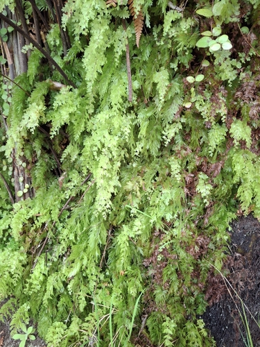 Hymenophyllum flabellatum observed 2026-10-26