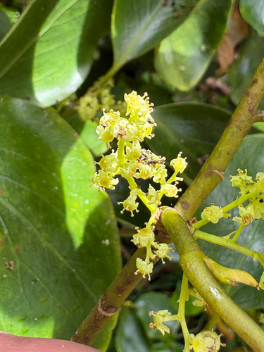 Griselinia littoralis observed 2026-10-26