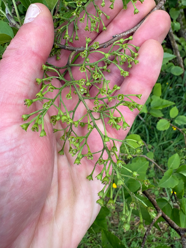 Plagianthus observed 2026-10-26