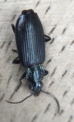 Carabidae