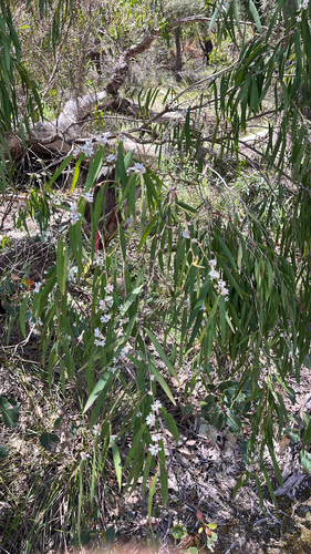 Agonis flexuosa, 2026-10-26
