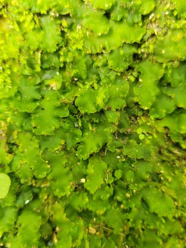 Riccardia observed 2026-10-24