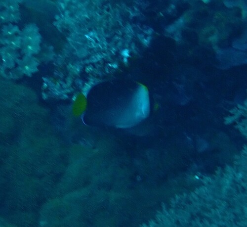 Chaetodontoplus observed 2026-10-17