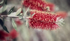Melaleuca polandii