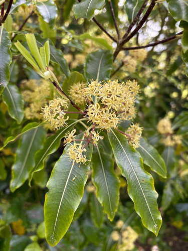 Pittosporum eugenioides observed 2026-10-26