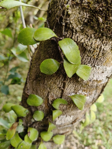 Pyrrosia eleagnifolia observed 2026-10-26