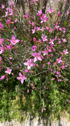 Boronia observed 2026-10-26