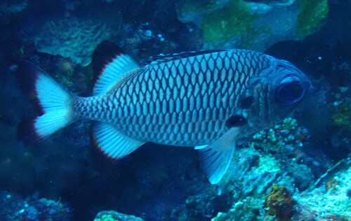 Myripristis adusta observed 2026-10-18