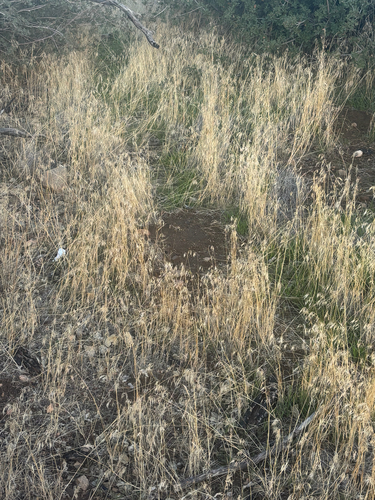 Bromus tectorum observed 2026-10-25