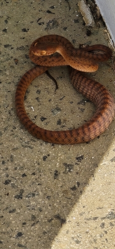 Boiga irregularis observed 2026-10-26