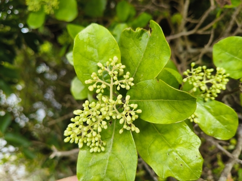 Pennantia corymbosa observed 2026-10-26