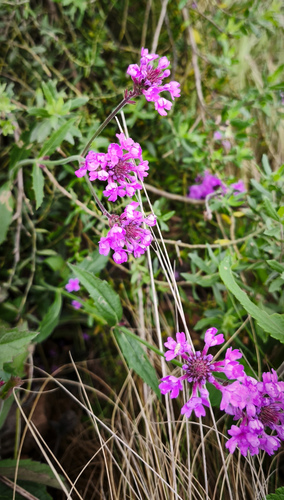 Verbena rigida observed 2026-10-24