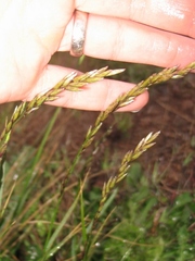 Melica californica