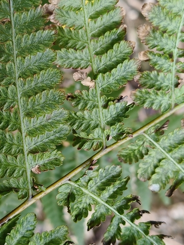 Hypolepis observed 2026-10-26