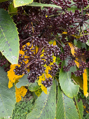 Neopanax arboreus observed 2026-10-26