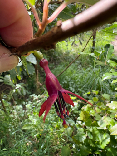 Fuchsia excorticata observed 2026-10-26