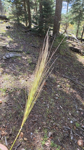 Elymus elymoides observed 2026-10-25