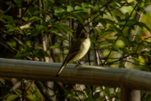 Eastern Phoebe