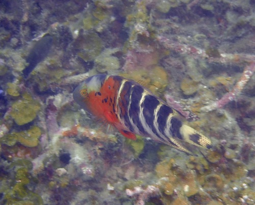 Cheilinus fasciatus observed 2026-10-24