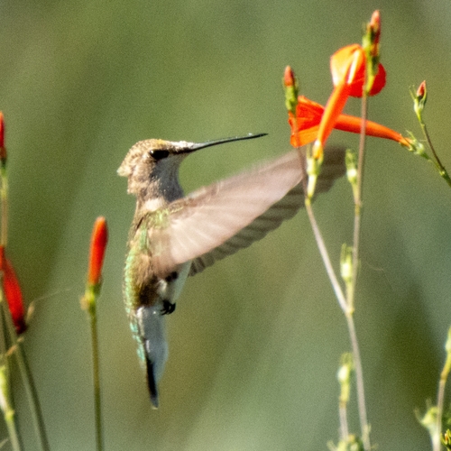 Colibrí barba negra