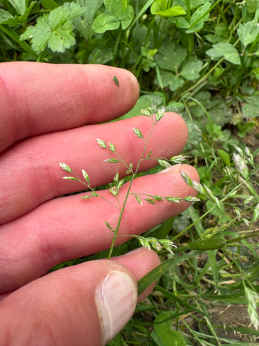 Poa annua observed 2026-10-26