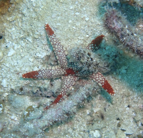 Fromia observed 2026-10-24