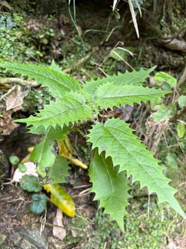 Urtica ferox observed 2026-10-26