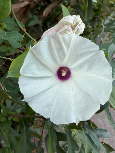 Ipomoea pandurata, 2026-10-25