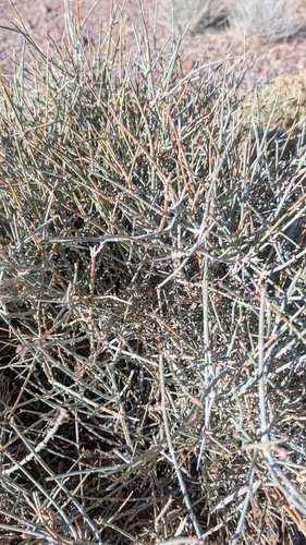 Ephedra nevadensis observed 2026-10-24