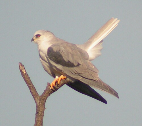 White-tailed Kite