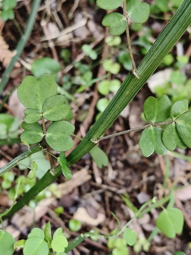 Carmichaelia australis observed 2026-10-26