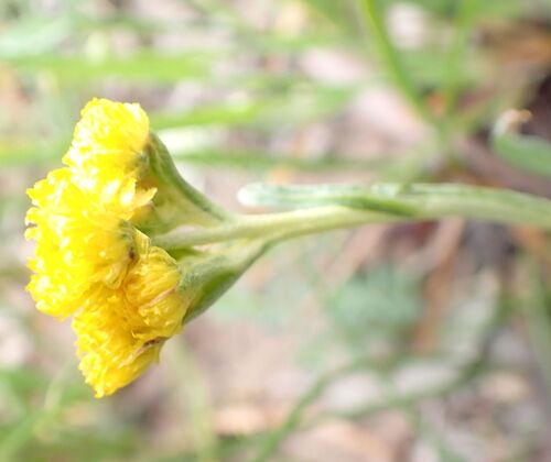 Chrysocephalum apiculatum observed 2026-10-26