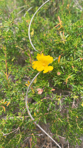 Hibbertia hypericoides observed 2026-10-26